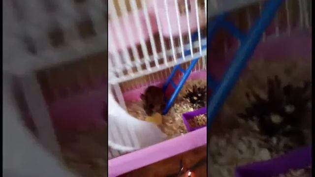 Кормим хомяка бананом, морковью и салатом))) смотреть онлайн