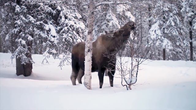 SNOW ANIMALS Names And Sounds For Kids To Learn | Learning Arctic Animals For Children