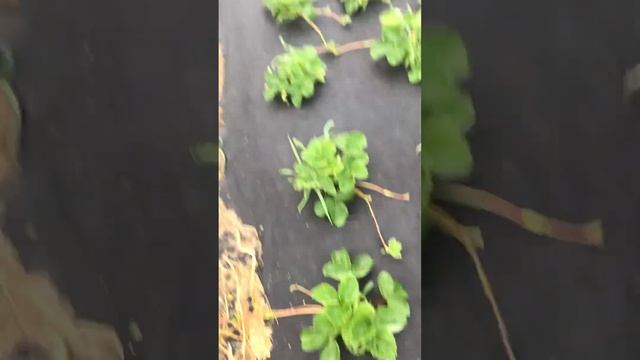 Первогодка клубники после сбора (Азия, Чёрный принц) смотреть онлайн