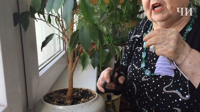 Искусство выращивания бонсая. смотреть онлайн