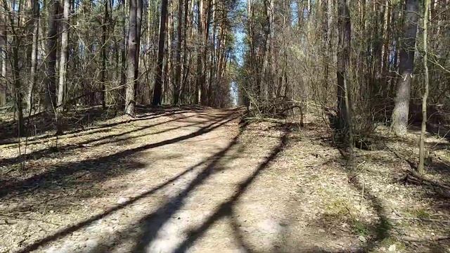 Spring forest. Весняний ліс. Весенний лес. смотреть онлайн
