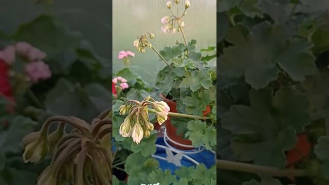 ПЕЛАРГОНИЯ ЗВЕЗДА ВОДОЛЕЯ // КОЛЛЕКЦИЯ ЛИПАТОВОЙ АНАСТАСИИ // ВАЦАП ДЛЯ ЗАКАЗА 8-915-245-81-59 смотреть онлайн