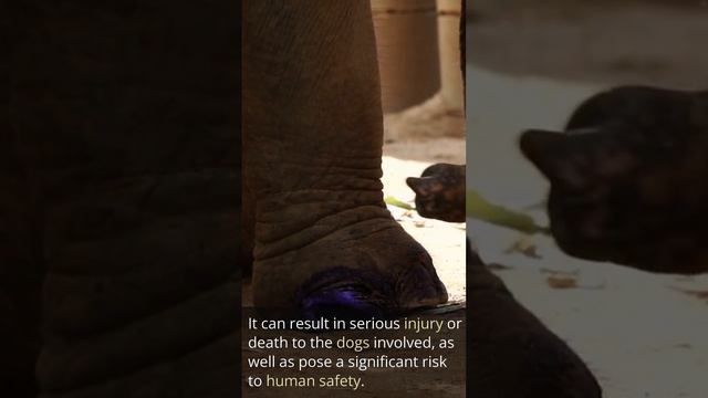 chatGPT on dog fighting. #chatgpt #dog #fight смотреть онлайн