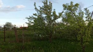 Груша Кафедральная