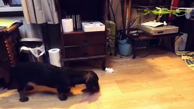 Tongueless Takkie - Feeding Frenzy (Timelapse) смотреть онлайн