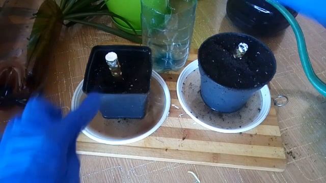 Как Обрезать и Размножить Драцену.Посадка Черенков С Корнями. смотреть онлайн