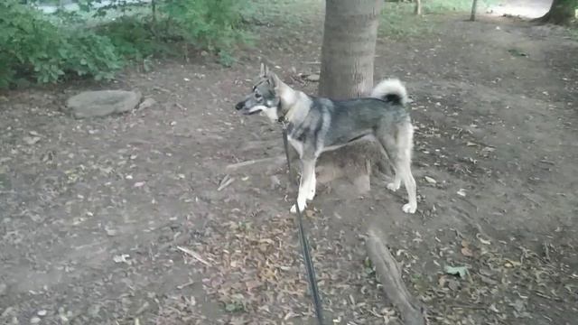 Ох красавица девчонка!!!! смотреть онлайн