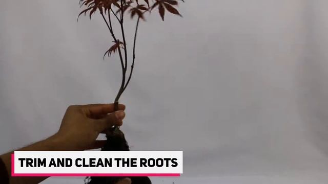 How To Grow Bonsai Tree From Seeds - 2020 смотреть онлайн