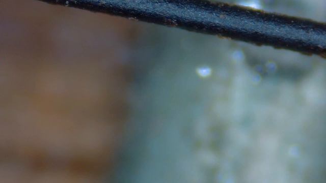 Microscopic Fret Wear Caused by Old Cheap Corroded Guitar Strings смотреть онлайн