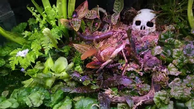 Как правильно создать флорариум? Секреты и советы. смотреть онлайн