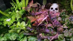 Как правильно создать флорариум? Секреты и советы.