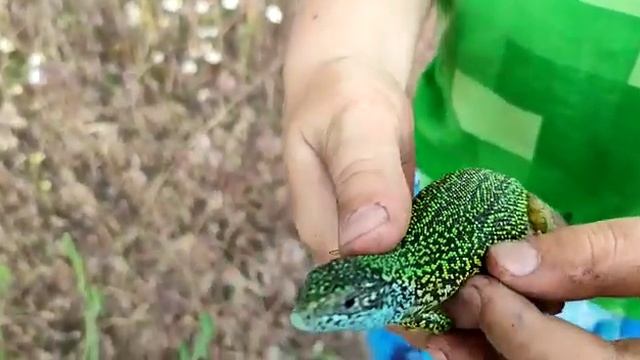 Ящерица ? с удивительным окрасом! смотреть онлайн