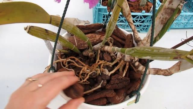 Cattleya Gaillarmont и Laelia purpurata x Cattleya dowiana смотреть онлайн