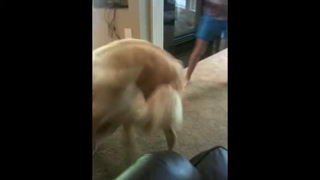 Rocket, Columbus Mitsubishi "Top Dog" Contest смотреть онлайн