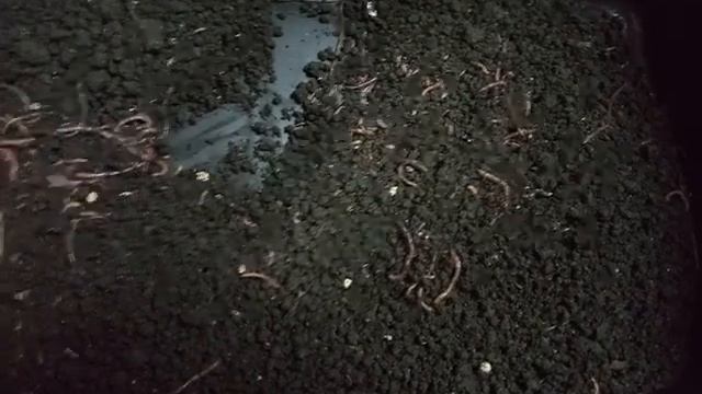 Дендробена в буртах. Как выбрать червя.(Способ "2В") смотреть онлайн