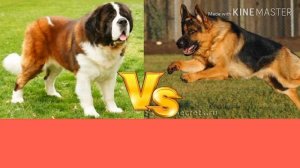 Немецкая овчарка против Сенбернара. Собаки. Батл собак. Animals Battle.