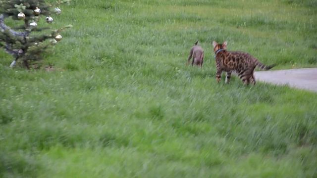 Той терьер Бусинка и Бенгал Камерон