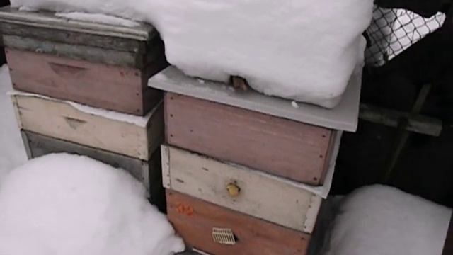 отчего изнашиваются пчелы при зимовке, и как этого избежать  -  февраль на пасеке