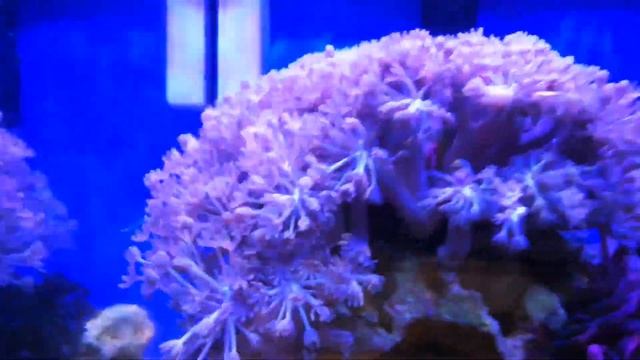 Морской аквариум 30 литров, оборудование, цены смотреть онлайн