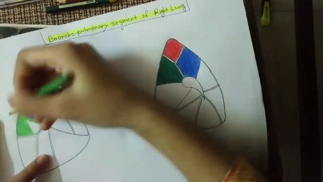 How to Draw Bronchopulmonary Segment of Right Lung смотреть онлайн