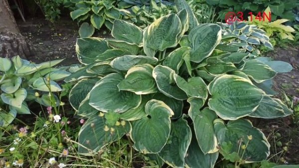 ☘️хоста Crusader#petrnovar #запорожье #хосты #hostas #репортаж,Crusader