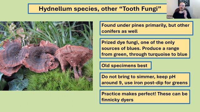 Coloring Stuff with Mushrooms! Using Fungi as Dye by Sidnee Obersingleton смотреть онлайн