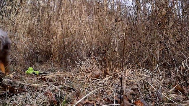 Hoping These Winter Homestead Improvements Work! Fencing Fruit Trees And Expanding The Pasture смотреть онлайн
