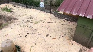 Привёз уткам опилок, навожу красоту в загонах