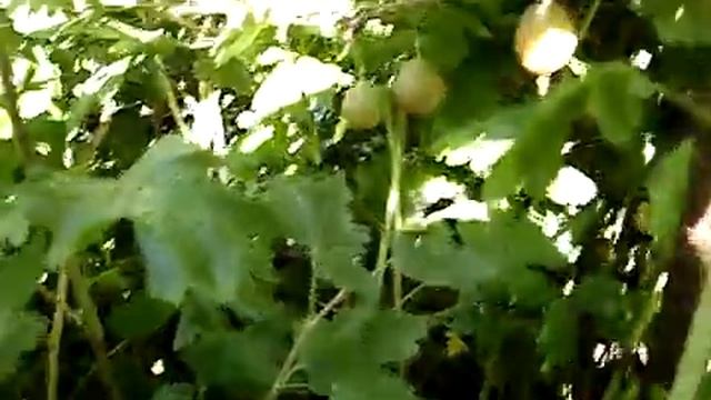 Крыжовник юбиляр смотреть онлайн