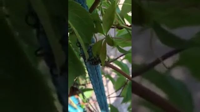 Оса ест стрекозу смотреть онлайн