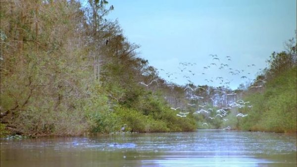 How The Burmese Python Affects Florida’s Ecological System | Austin Stevens Adventures | Real Wild