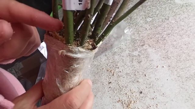 Саженцы Алтая - обзор распаковки посылки с розами! Авантюра или как я добиваюсь цели.?? смотреть онлайн