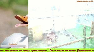 ЛПХ - Жизнь Гусят и утят Онлайн - ЛПХ Домашняя Птицеферма
