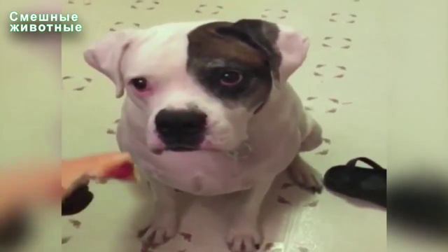 Тест на психику/я ржал целый час!!!!