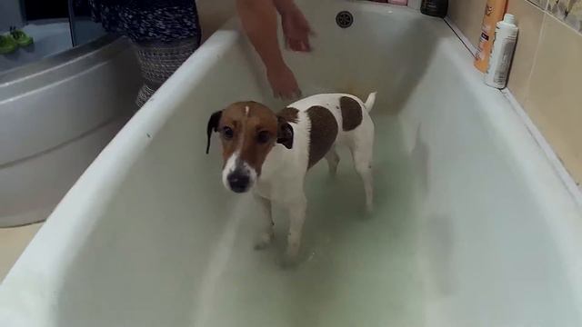Джек Рассел Терьер. Купание в ванной. смотреть онлайн