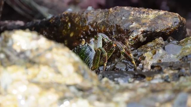 Why Hikkaduwa is our Favourite Beach Town in Sri Lanka! смотреть онлайн