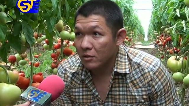ДЕНЬ ПОЛЯ RIJK ZWAAN в Сарыагаше (Казахстан) смотреть онлайн