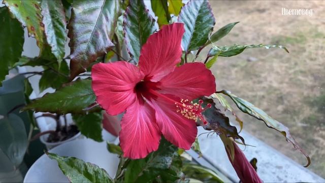 Зацвела калатея Хелен Кенеди. Обзор комнатных растений. смотреть онлайн