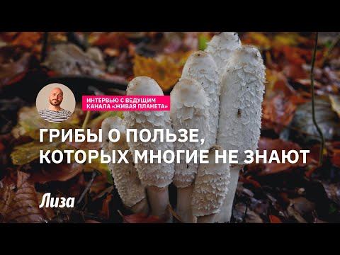 Грибы о пользе, которых многие не знают смотреть онлайн