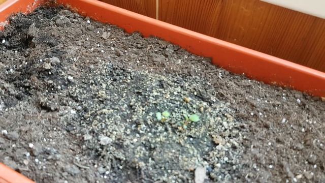 Клубника на гидропонике и земле 3 часть смотреть онлайн