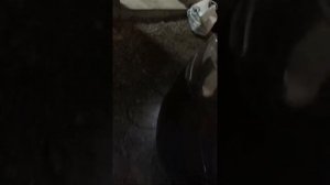 Как прокачать сцепление на Весте , без проблем.