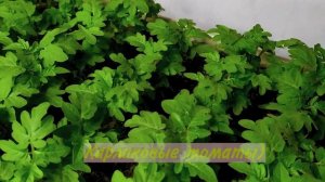 Как вырастить крепкую рассаду томатов? Эти три правила помогут вам.