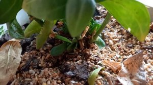 #эустома #эустоманазимовке Как сохранить эустому зимой в квартире .