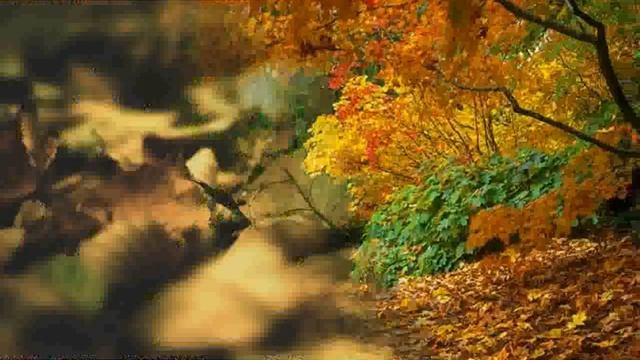 Fallen Leaves In Autumn Pictures смотреть онлайн