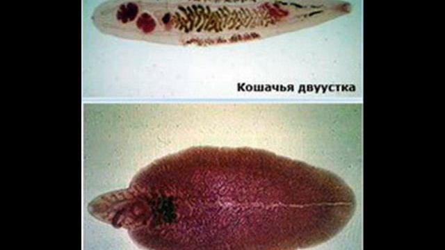 ЕГЭ по биологии Плоские черви смотреть онлайн