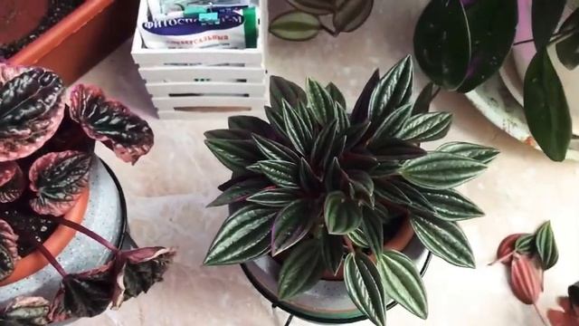 Комнатные растения. Проблемы с пеперомиями смотреть онлайн