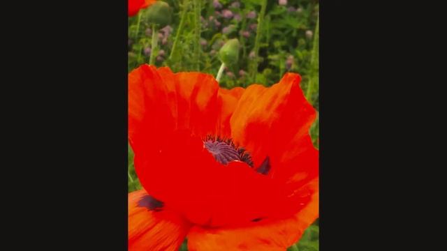 Red poppies ??? green grass красные маки и зеленая трава смотреть онлайн