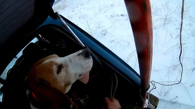 Охота с РПГ на зайца русака! Салютонул, теоретически взял! смотреть онлайн