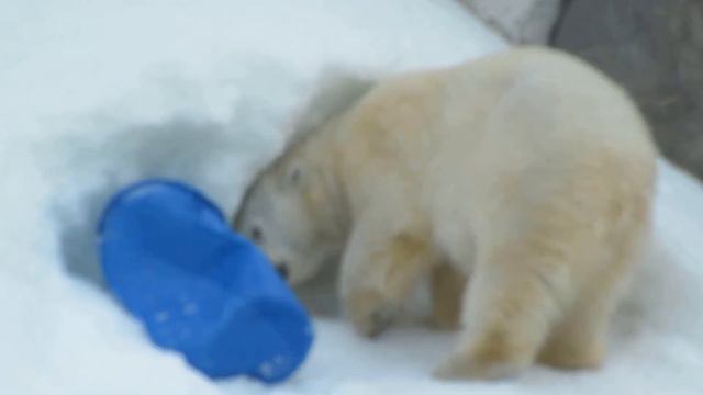 シモーナさんの雪遊び③ (Белая медведица Шимона, 3 мая 2014, Московский Зоопарк) смотреть онлайн
