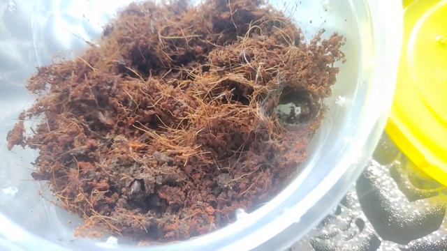 пауки птицееды часть 2 смотреть онлайн